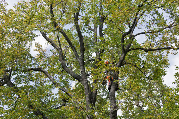 Seasonal Cleanup (Spring/Fall) in Mountain Green, UT